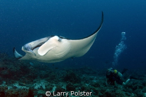 Manta mania in The Maldives.. 10 to 12 of these wonderful... by Larry Polster 